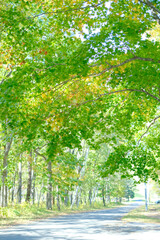 Naklejka premium 緑と道