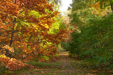 Beautiful oak tree with autumn colorful yellow-orange leaves on a path in the forest on a sunny day
