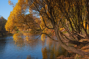 Old willows with autumn yellow leaves on the shore of a city lake with reflection on a sunny autumn day