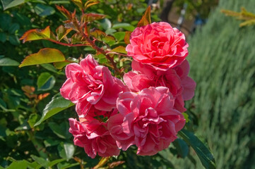 Obraz premium Beautiful colorful red roses close up in the garden on a sunny day
