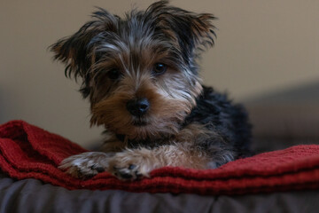 yorkshire puppy portrait