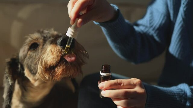 Pet dog taking cbd hemp oil - Canine licking cannabis dropper for anxiety treatment