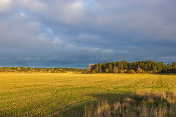 Amazing autumn nature landscape view. Yellow colored fields on cloudy blue sky background. Sweden. 