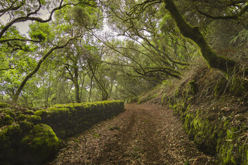 Fototapeta na wymiar Path in lush laurisilva forest . El Hierro. Canary islands