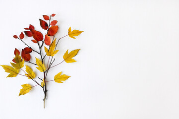 beautiful composition of autumn twigs with yellow and red leaves on white background. Natural decor. Flat layout with top view.  Copy space