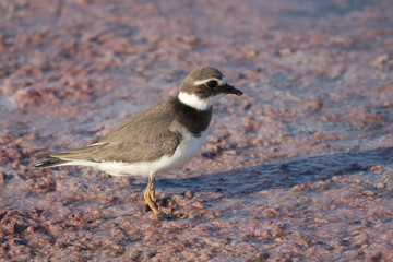 Little-ringed plover walking in shallow water in search of food