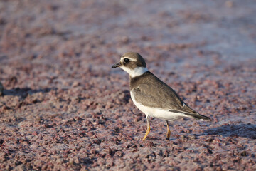 Little-ringed plover walking in shallow water in search of food