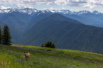 Deer in the mountains