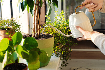 Woman pour water in flower pot with indoor houseplant on windowsill from watering can. Cropped...