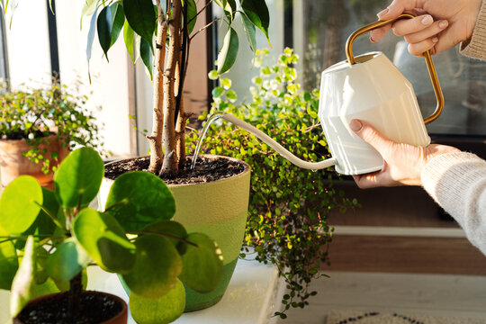 Woman pour water in flower pot with indoor houseplant on windowsill from watering can. Cropped image of female working with plants as hobby or leisure occupation. Taking care of home garden concept