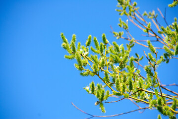 leaves against blue sky