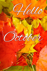 Hello october. Autumn natural background from red and yellow leaves. Vertical photography.
