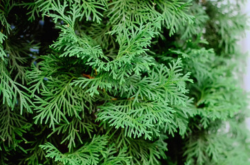 thuja close-up. Close-up, selective focus.