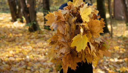 An armful of autumn leaves in the hands of a man