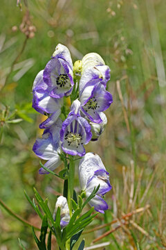 aconito (Aconitum napellus); fiori di colore anomalo