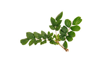 Dog rose (Rosa canina) flowers and fruits on a white background