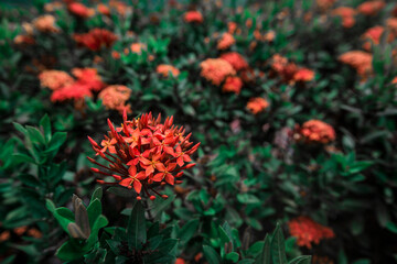 Orange west İndian jasmine flower in garden with blurred green leaves background
