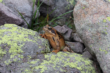rana di montagna (Rana temporaria) in ambiente alpino