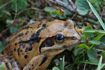 rana di montagna (Rana temporaria) in ambiente alpino