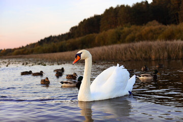 A white swan swims in the water with ducks on the river against the background of an autumn forest.
