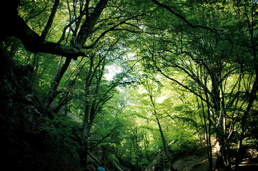 sun rays in the forest