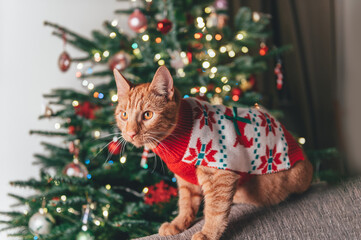 Cute ginger cat in xmas jumper