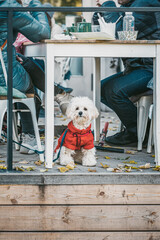 Cute fluffy dog in red clothes sitting under table of city cafe on street next to owners