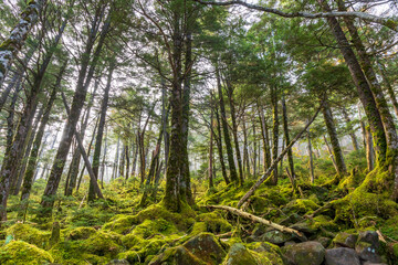 麦草峠トレッキング
