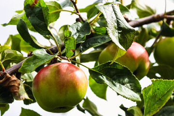 Branch with apples  growing on a tree