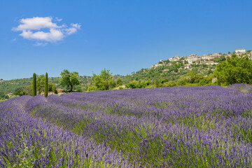 Gordes, Lavendelfeld, Provence
