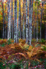 Acadia National Park, Maine, USA