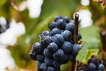 Malbec grapes in the vineyard.
