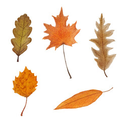 Large watercolor set of autumn leaves on a white background. Illustration of five different leaves for your design.
