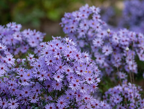 Stunning perennial autumn flowering purple Tatarian Aster Jindai plant. Photographed on a sunny day in October at a garden in Wisley, Surrey UK. 
