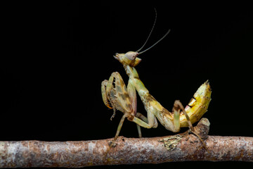 Macro image of A praying mantis (Creobroter gemmatus)