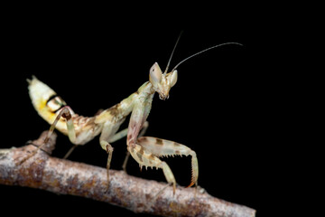 Macro image of A praying mantis (Creobroter gemmatus)