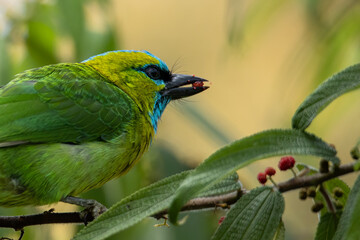 Nature wildlife bird Golden-naped Barbet bird also is endemic to the island of Borneo
