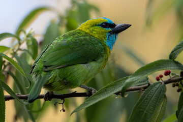 Nature wildlife bird Golden-naped Barbet bird also is endemic to the island of Borneo