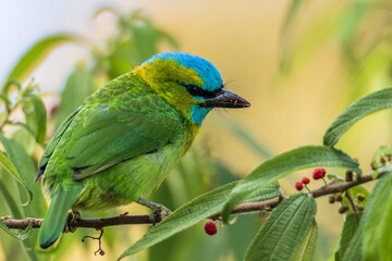 Nature wildlife bird Golden-naped Barbet bird also is endemic to the island of Borneo
