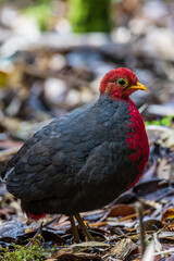 Nature wildlife bird of crimson-headed partridge on deep jungle rainforest, It is endemic to the island of Borneo