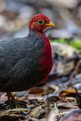 Nature wildlife bird of crimson-headed partridge on deep jungle rainforest, It is endemic to the island of Borneo