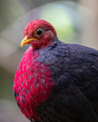 Nature wildlife bird of crimson-headed partridge on deep jungle rainforest, It is endemic to the island of Borneo