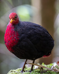 Nature wildlife bird of crimson-headed partridge on deep jungle rainforest, It is endemic to the island of Borneo