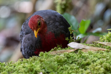 Nature wildlife bird of crimson-headed partridge on deep jungle rainforest, It is endemic to the island of Borneo