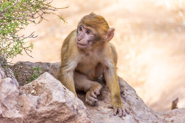 Wild baby barbary monkey in Morocco