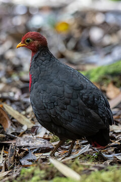 Nature wildlife bird of crimson-headed partridge on deep jungle rainforest, It is endemic to the island of Borneo