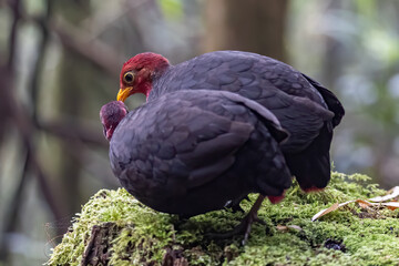Nature wildlife bird of crimson-headed partridge on deep jungle rainforest, It is endemic to the island of Borneo