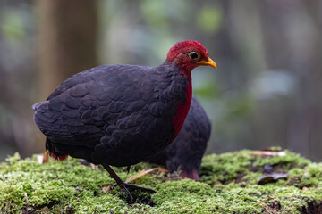 Nature wildlife bird of crimson-headed partridge on deep jungle rainforest, It is endemic to the island of Borneo