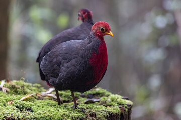 Nature wildlife bird of crimson-headed partridge on deep jungle rainforest, It is endemic to the island of Borneo