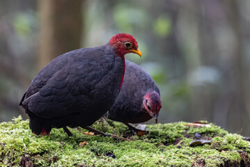 Nature wildlife bird of crimson-headed partridge on deep jungle rainforest, It is endemic to the...